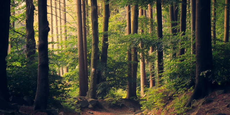 Trees in a forest